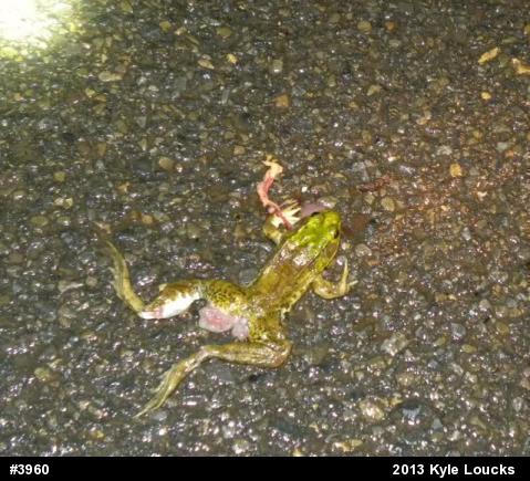 Green Frog