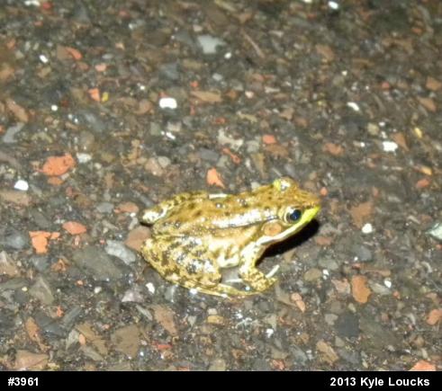 Green Frog