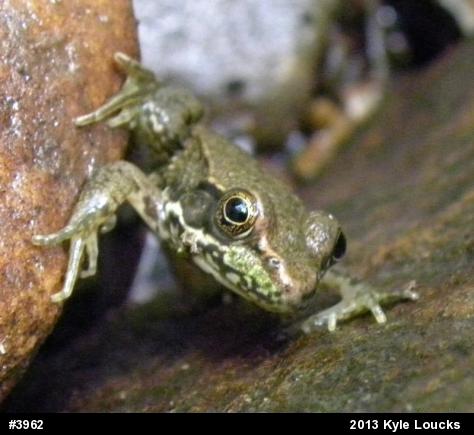 Green Frog