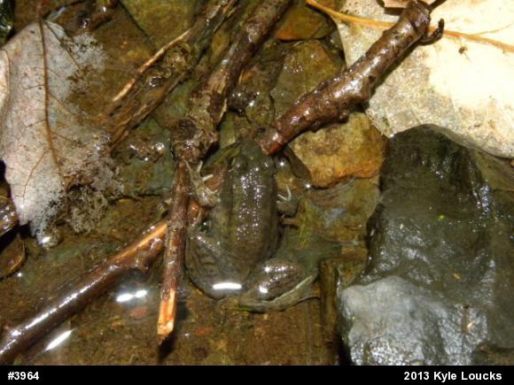 Green Frog