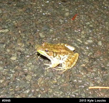Green Frog