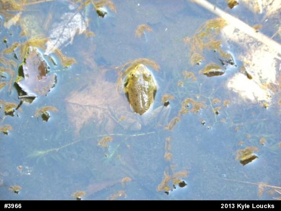 American Bullfrog