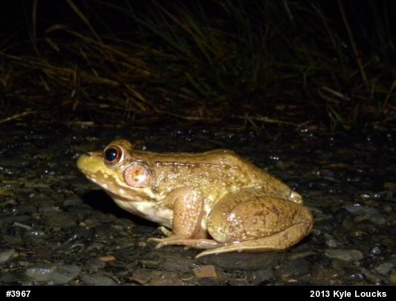 Green Frog