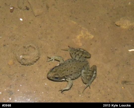 Green Frog
