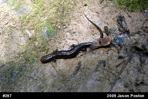 Allegheny Mountain Dusky Salamander