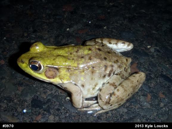 Green Frog