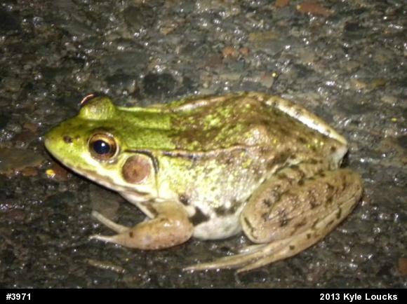 Green Frog