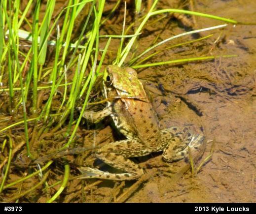 Green Frog