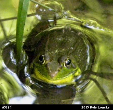 Green Frog