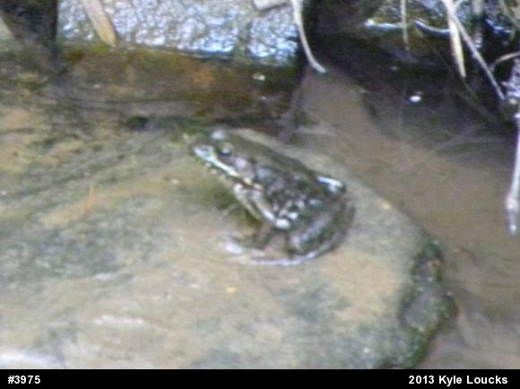 Green Frog