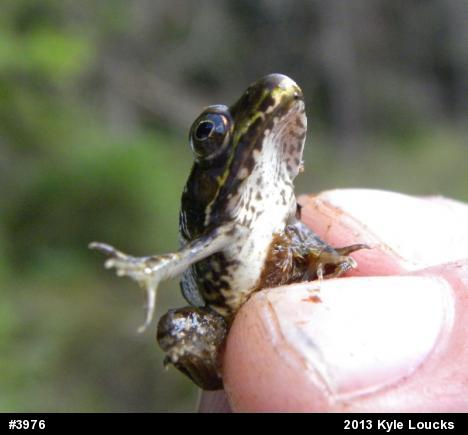 Green Frog