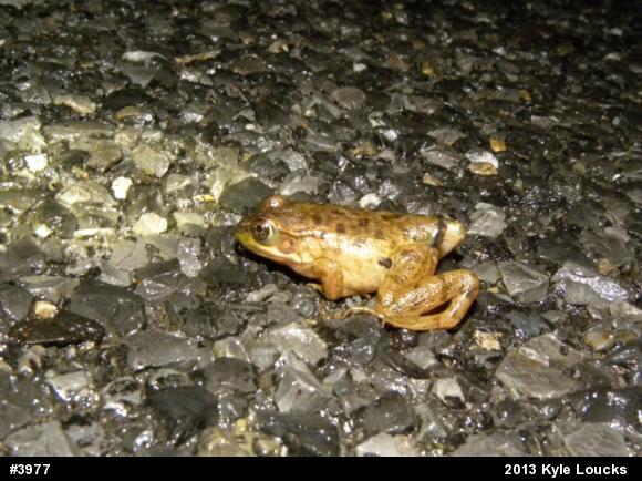 Green Frog