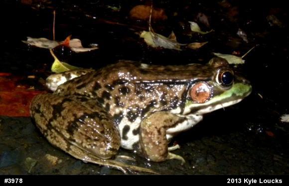 Green Frog