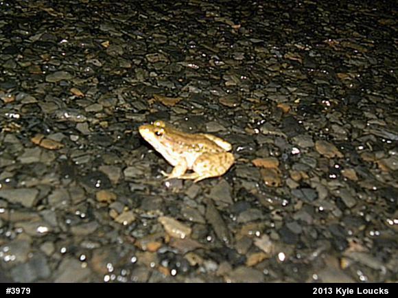 Green Frog