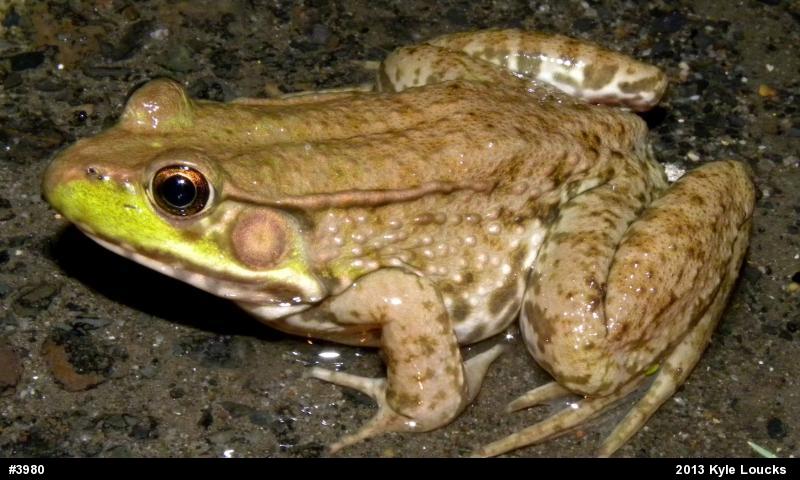 Green Frog