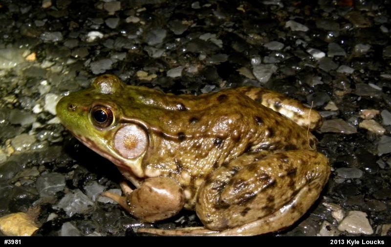 Green Frog