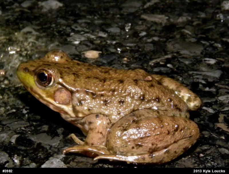 Green Frog