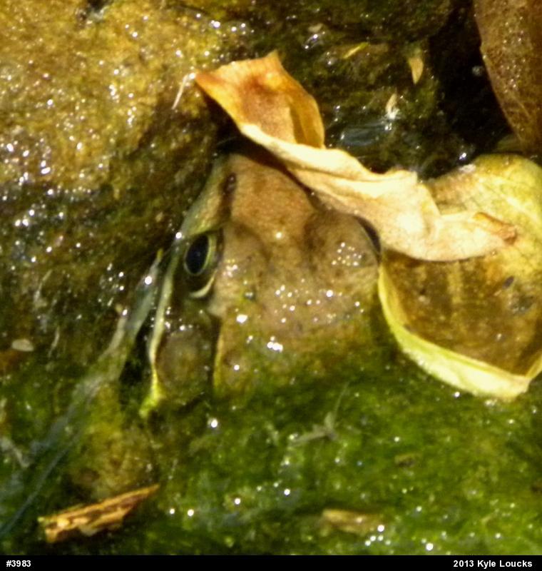 Green Frog