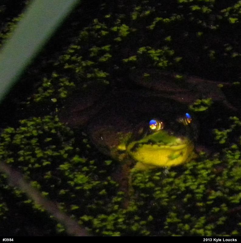 True Frogs