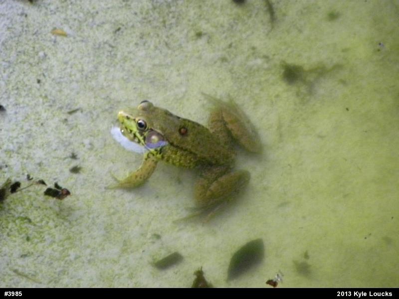 Green Frog