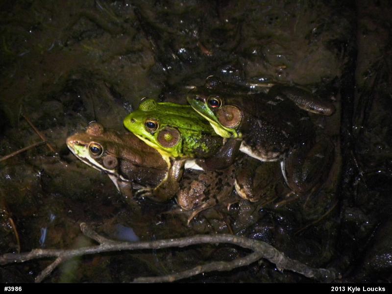 Green Frog