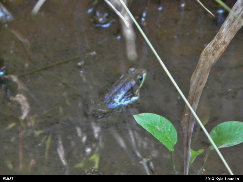 Green Frog