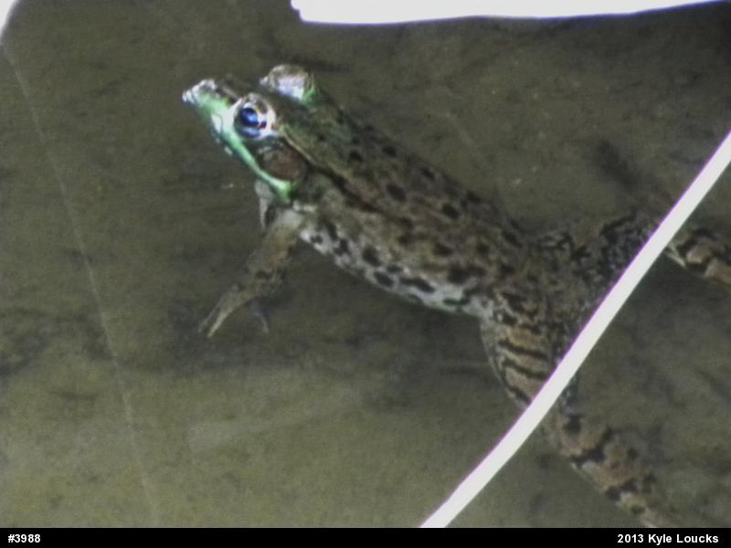 Green Frog