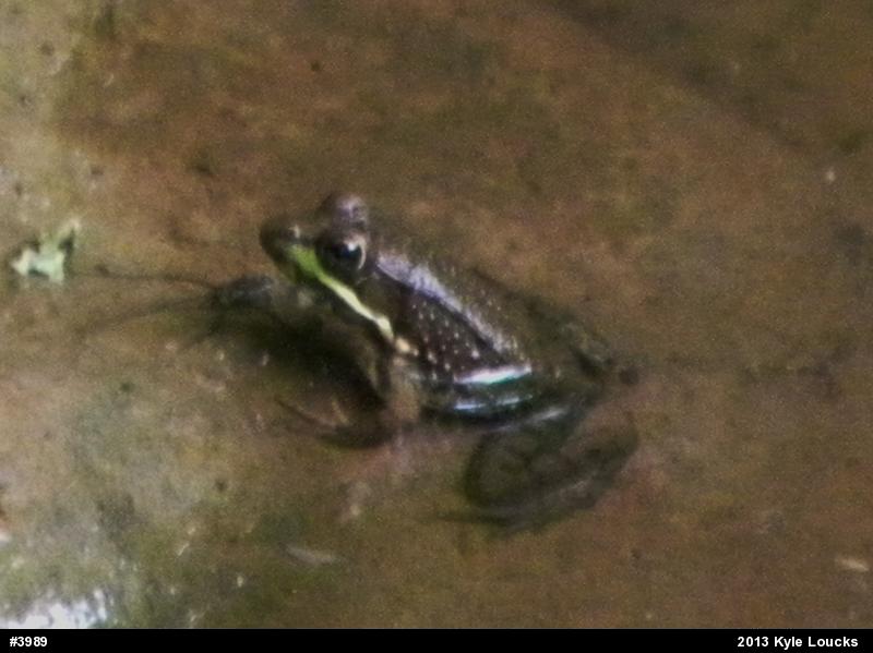 Green Frog