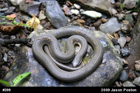 Queensnake