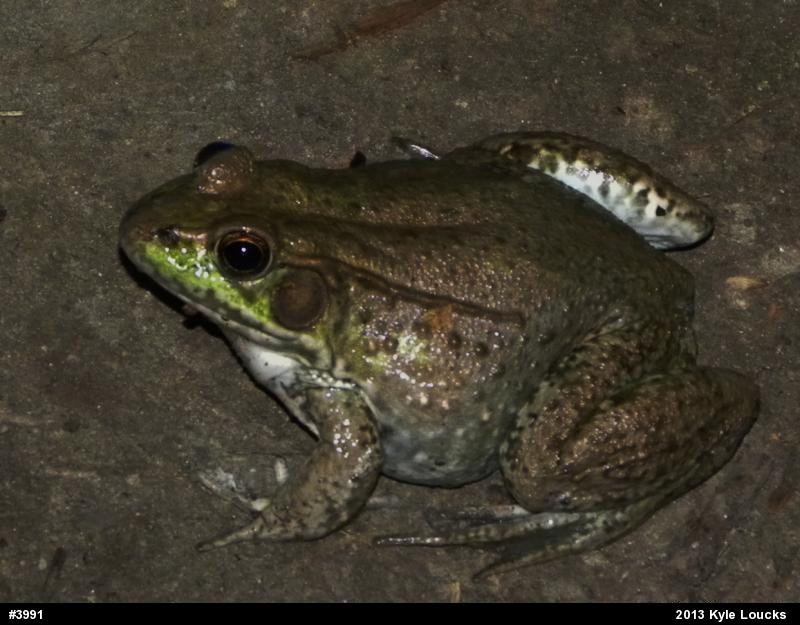 Green Frog