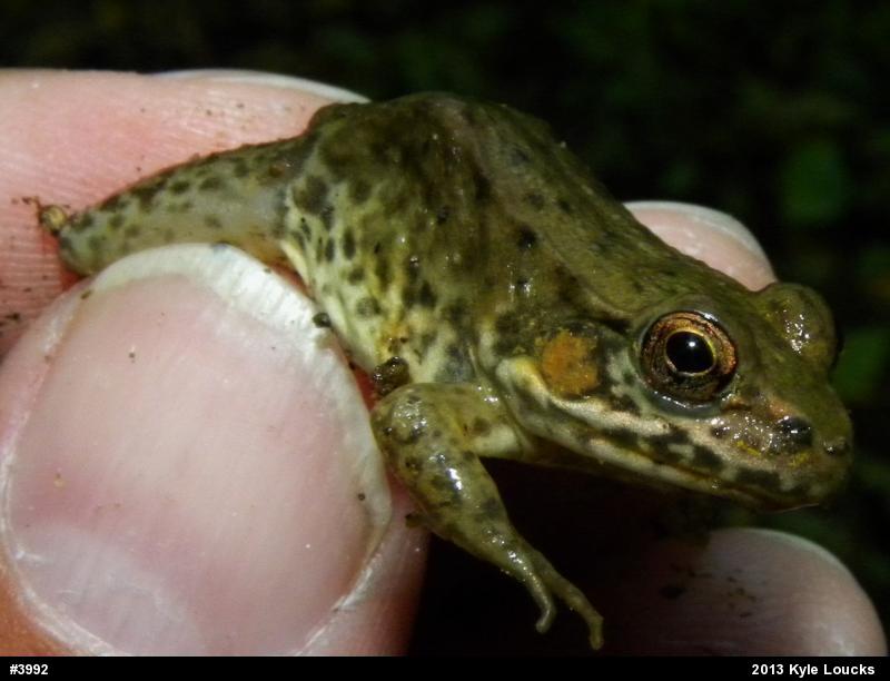 Green Frog