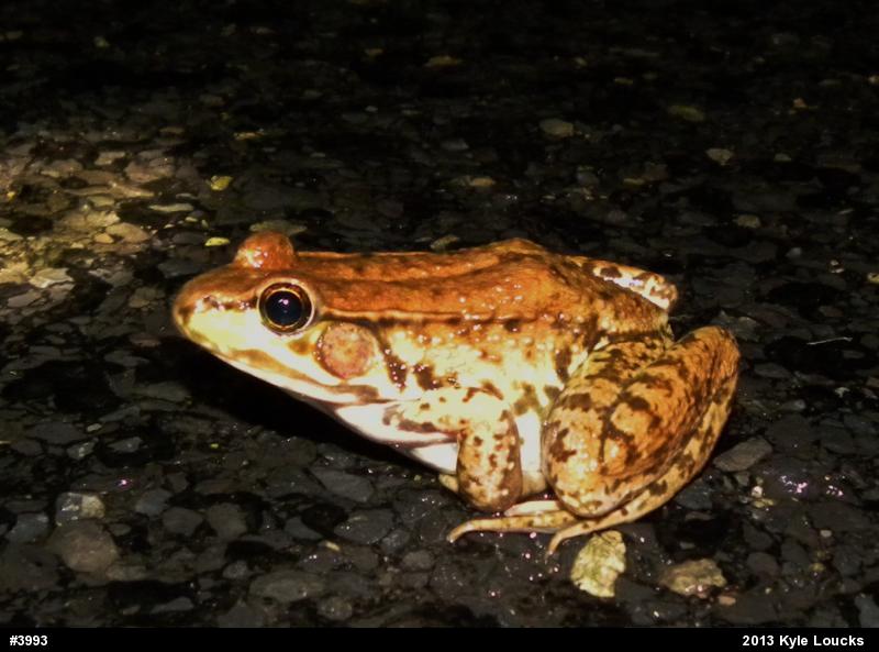 Green Frog