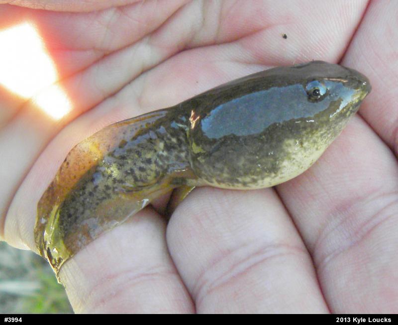 American Bullfrog