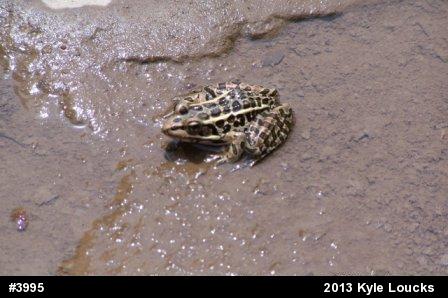 Pickerel Frog