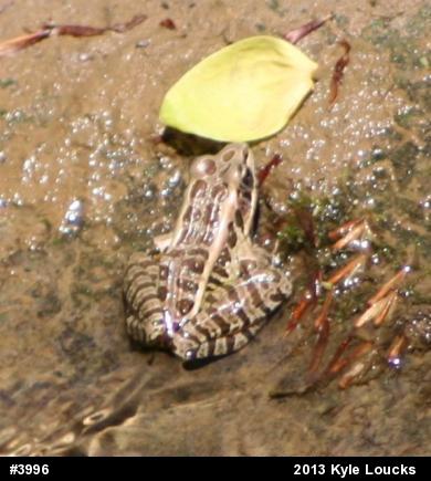Pickerel Frog