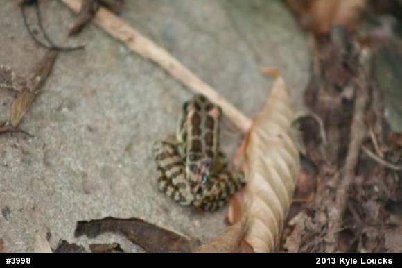 Pickerel Frog