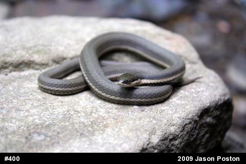 Queensnake