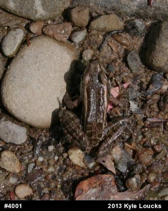 Pickerel Frog
