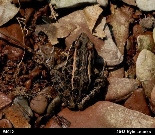 Pickerel Frog