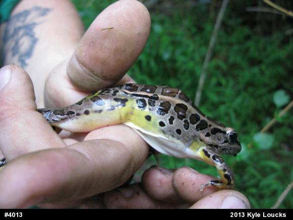 Pickerel Frog