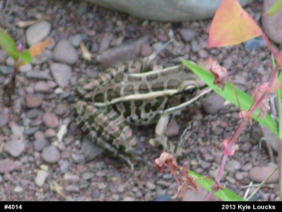 Pickerel Frog