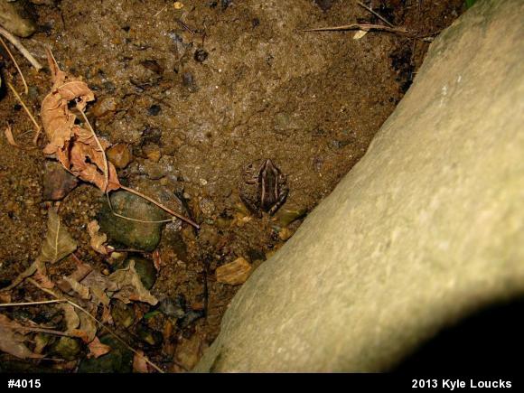 Pickerel Frog