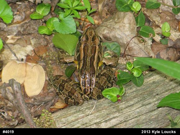 Pickerel Frog