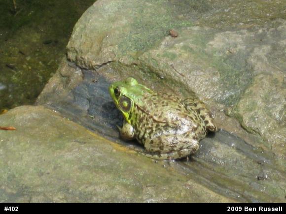 Green Frog