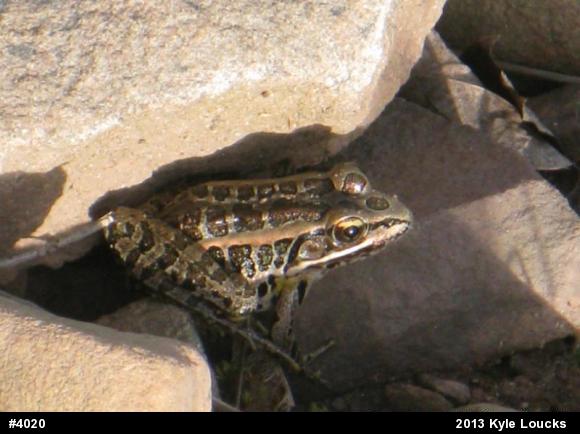 Pickerel Frog