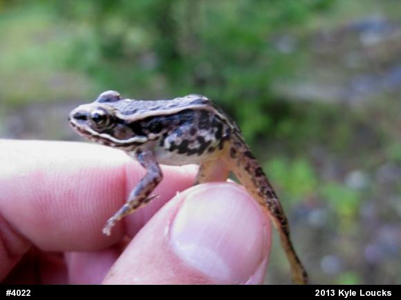 Pickerel Frog