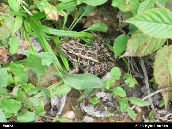 Pickerel Frog