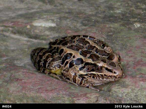 Pickerel Frog