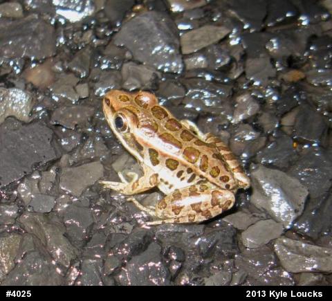 Pickerel Frog