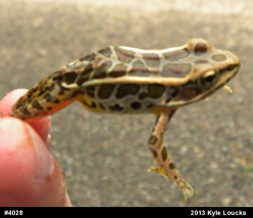 Pickerel Frog